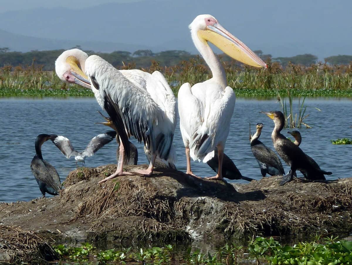 Lake Naivasha holiday packages