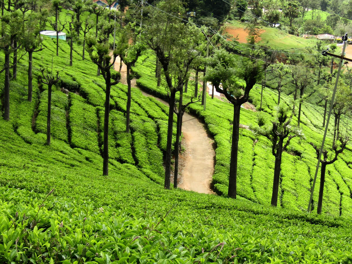 Book Ooty Educational Tour Package | GT Holidays