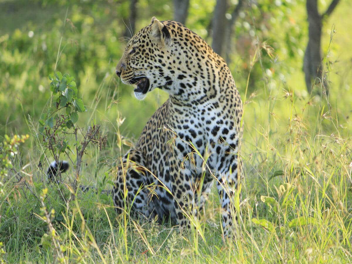 Masai mara africa