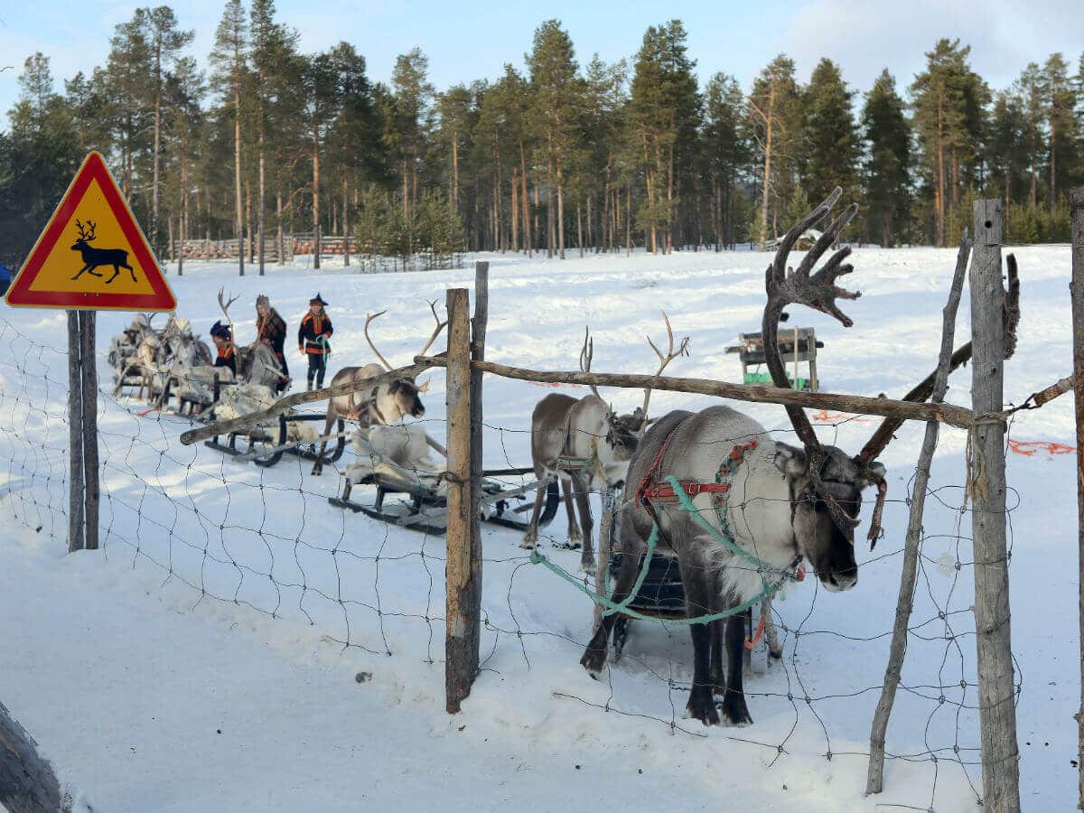 Reindeer farm