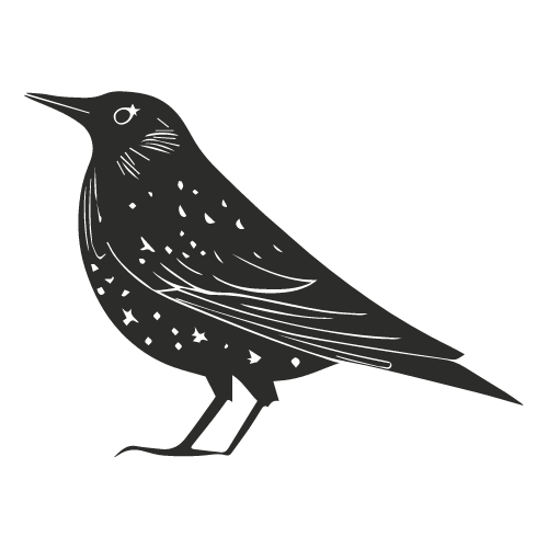 bali starling